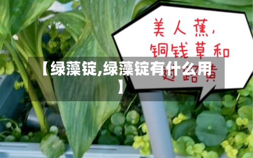 【绿藻锭,绿藻锭有什么用】-第2张图片