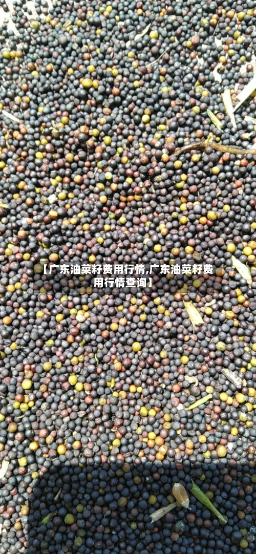 【广东油菜籽费用行情,广东油菜籽费用行情查询】-第3张图片