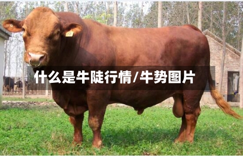 什么是牛陡行情/牛势图片-第3张图片