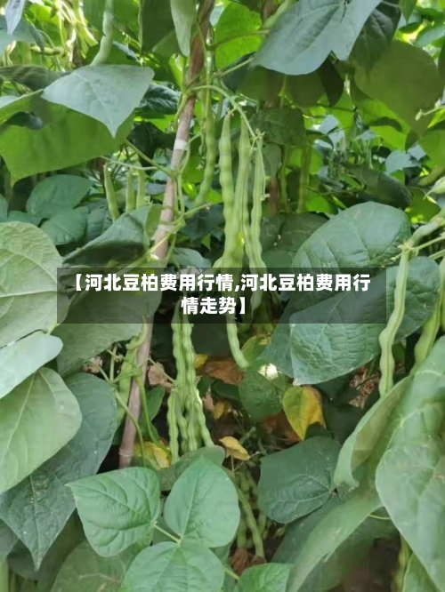 【河北豆柏费用行情,河北豆柏费用行情走势】-第3张图片