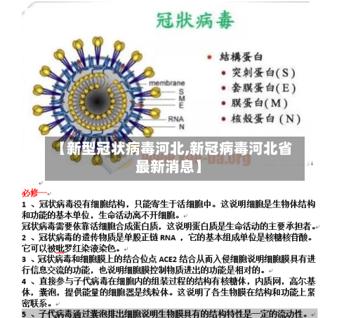 【新型冠状病毒河北,新冠病毒河北省最新消息】-第2张图片