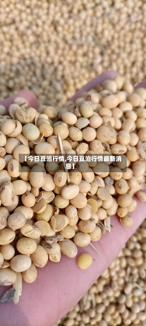 【今日豆泊行情,今日豆泊行情最新消息】