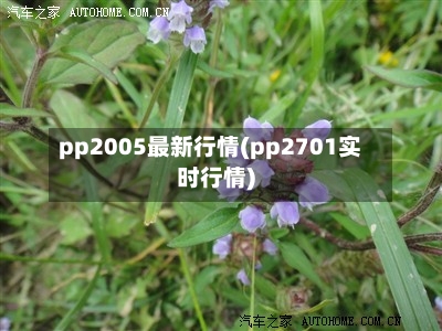 pp2005最新行情(pp2701实时行情)-第2张图片