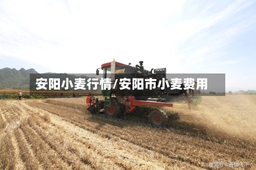 安阳小麦行情/安阳市小麦费用-第3张图片