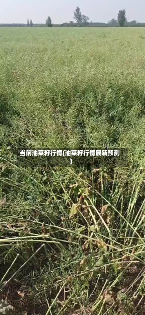 当前油菜籽行情(油菜籽行情最新预测)-第2张图片