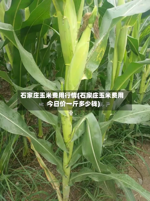 石家庄玉米费用行情(石家庄玉米费用今日价一斤多少钱)