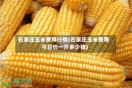 石家庄玉米费用行情(石家庄玉米费用今日价一斤多少钱)-第3张图片