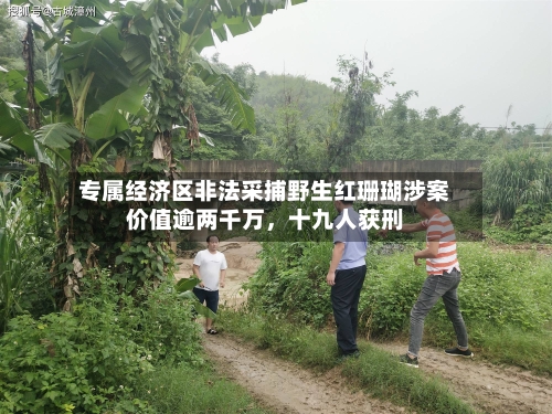 专属经济区非法采捕野生红珊瑚涉案价值逾两千万，十九人获刑-第3张图片