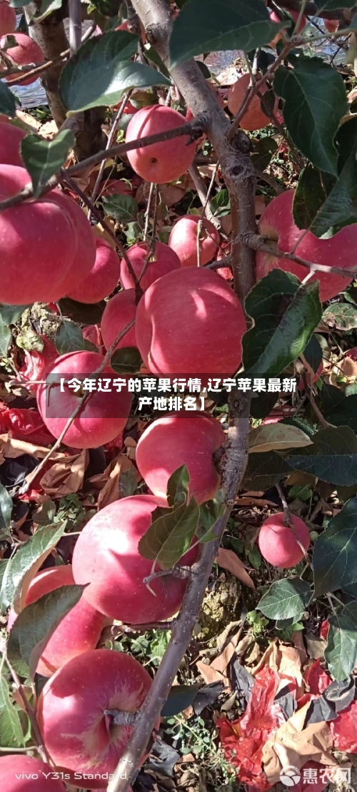 【今年辽宁的苹果行情,辽宁苹果最新产地排名】