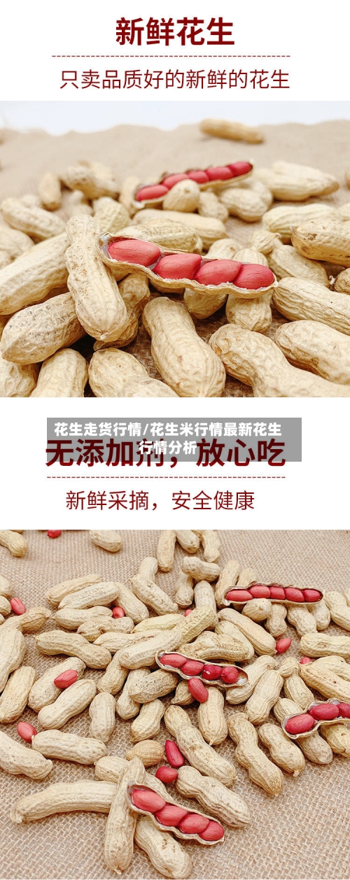 花生走货行情/花生米行情最新花生行情分析
