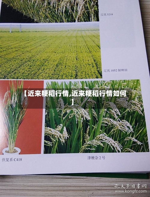 【近来粳稻行情,近来粳稻行情如何】-第3张图片