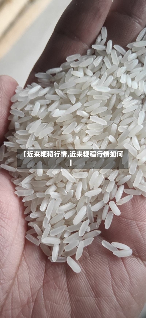 【近来粳稻行情,近来粳稻行情如何】