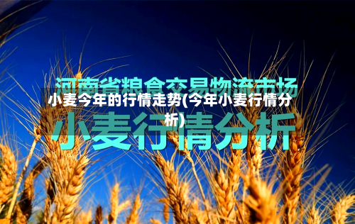 小麦今年的行情走势(今年小麦行情分析)
