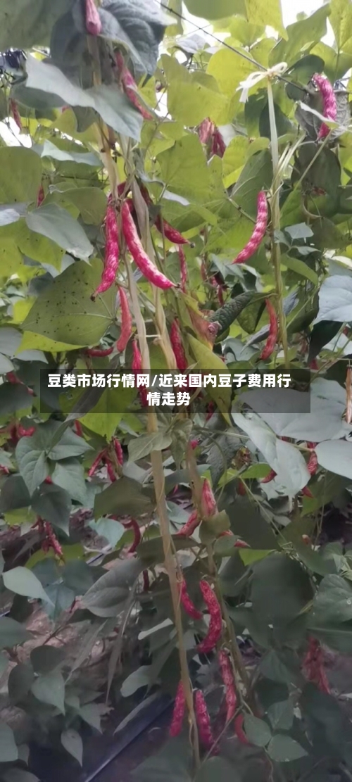 豆类市场行情网/近来国内豆子费用行情走势