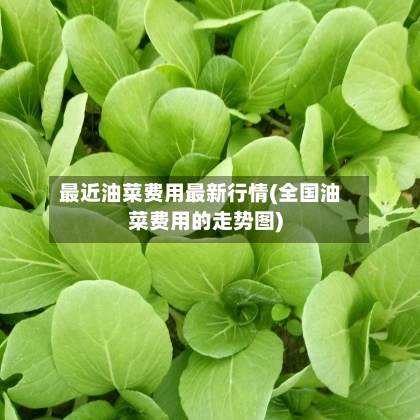 最近油菜费用最新行情(全国油菜费用的走势图)