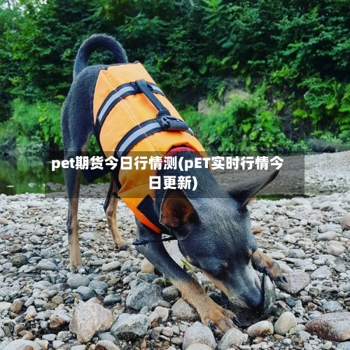 pet期货今日行情测(pET实时行情今日更新)-第2张图片