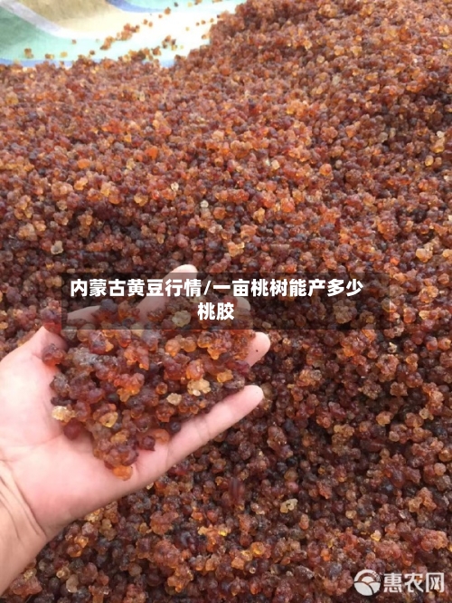 内蒙古黄豆行情/一亩桃树能产多少桃胶
