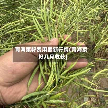青海菜籽费用最新行情(青海菜籽几月收获)-第3张图片