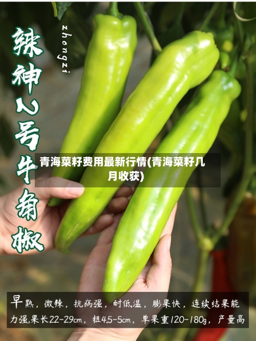 青海菜籽费用最新行情(青海菜籽几月收获)-第2张图片