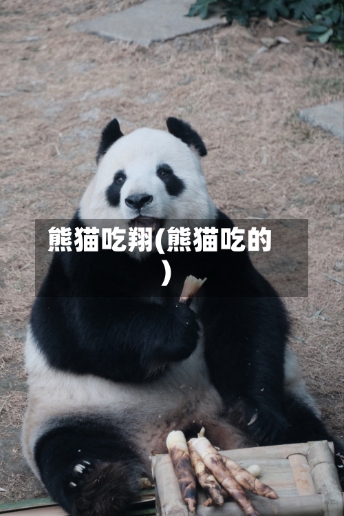 熊猫吃翔(熊猫吃的)-第3张图片