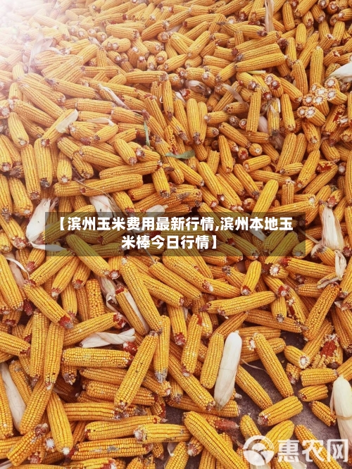 【滨州玉米费用最新行情,滨州本地玉米棒今日行情】