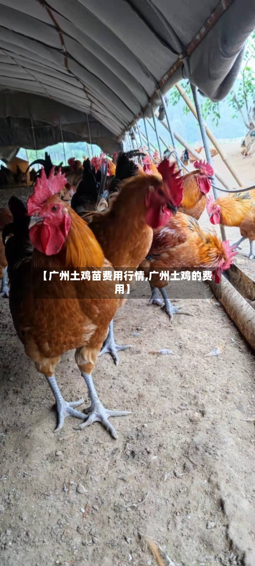 【广州土鸡苗费用行情,广州土鸡的费用】-第3张图片