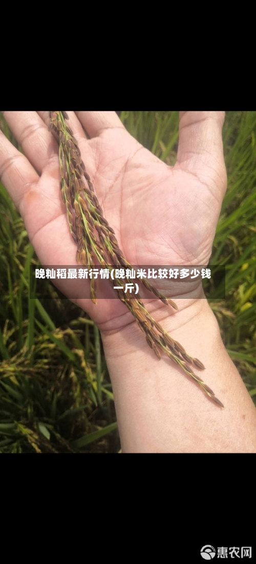 晚籼稻最新行情(晚籼米比较好多少钱一斤)