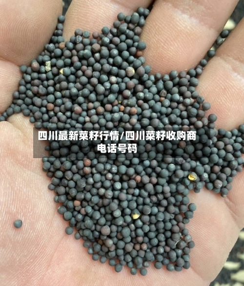 四川最新菜籽行情/四川菜籽收购商电话号码