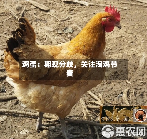 鸡蛋：期现分歧，关注淘鸡节奏-第3张图片
